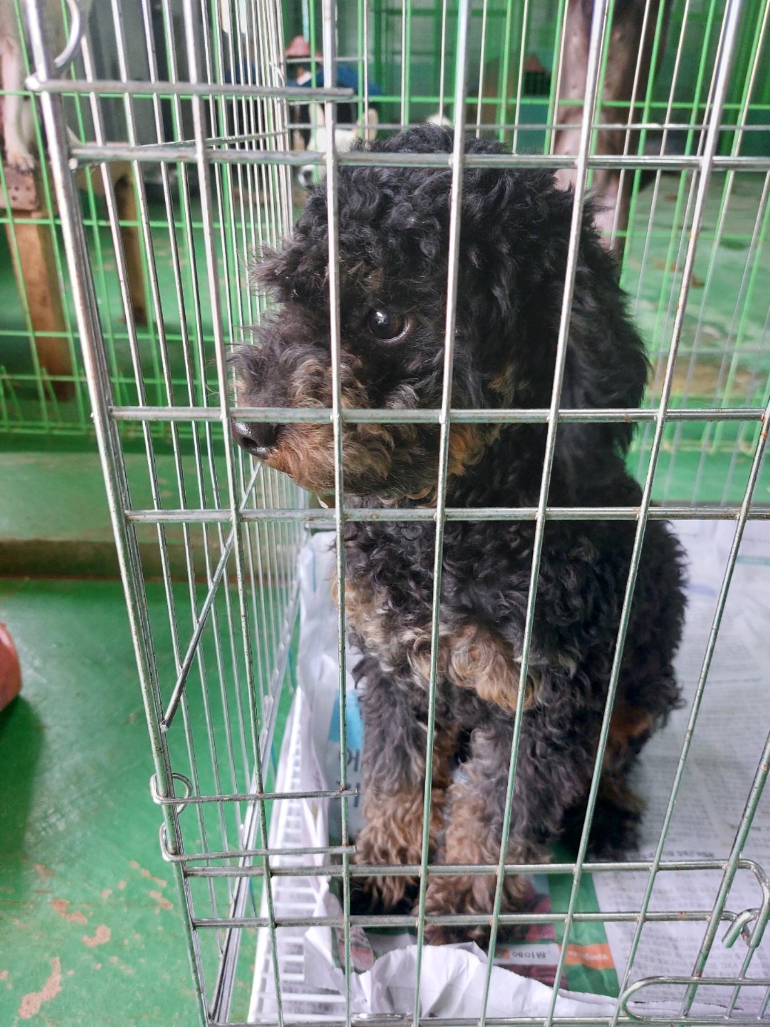 거제시유기동물보호소_448537202401129